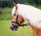 Bride de dressage FSS grandeur FULL
