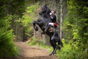 Troupe de spectacle Equestre cherche palefrenier(re)