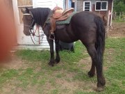 Guilding canadien 10 ans selle et attelage 