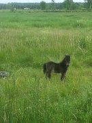 A qui la chance mini poney 