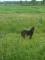 A qui la chance mini poney 