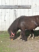A qui la chance mini poney 