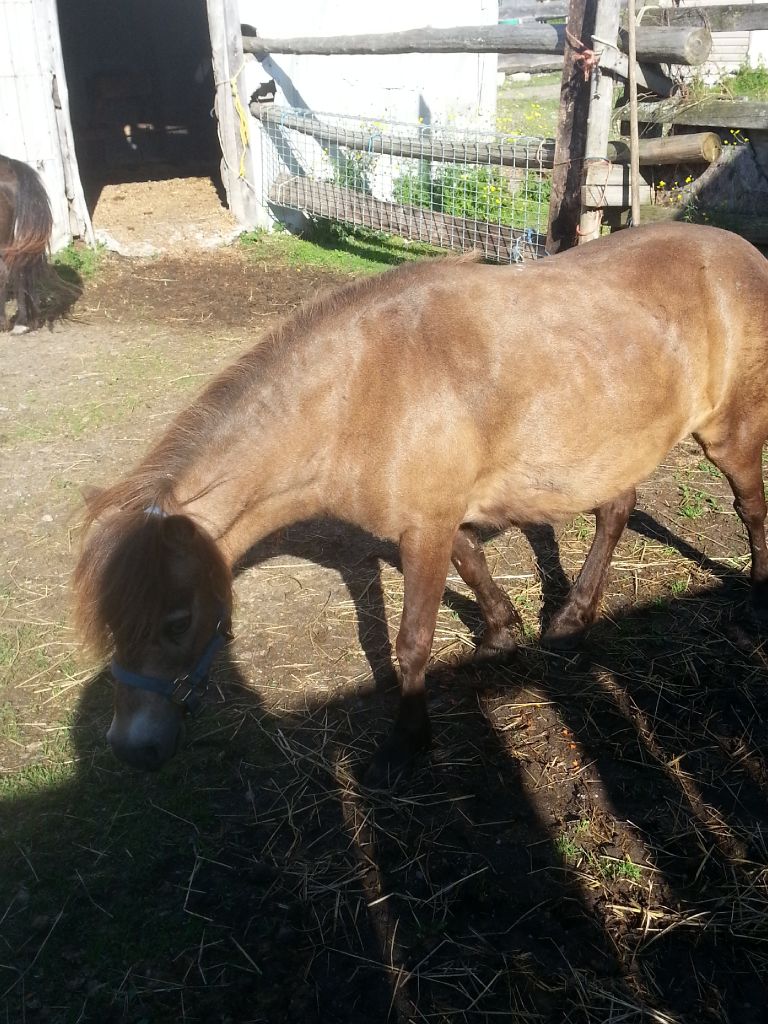mini ponette