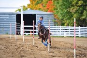 Recherche d'emplois (palfrenière,entraînement,cardio)