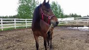 Jument appaloosa 4 ans