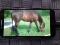 Quarter horse 9 ans