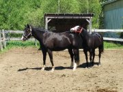 Pension Intérieure et Extérieure pour Chevaux en Mauricie