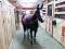 Pension Intérieure et Extérieure pour Chevaux en...