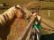 Haflinger 6 ans (guilding) à vendre