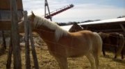 Haflinger 6 ans (guilding) à vendre
