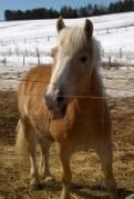 Haflinger 6 ans (guilding) à vendre