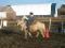 Cours d'équitation