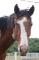 American bashkir CURLY 