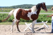 American bashkir CURLY 