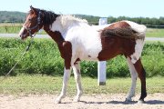 American bashkir CURLY 