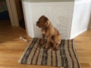 Dogue de Bordeaux à vendre