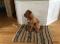 Dogue de Bordeaux à vendre
