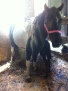 Ponette et son poulain