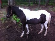 Ponette et son poulain