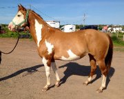 Superbe jument flashy parfaite comme poulinière !