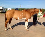 Superbe jument flashy parfaite comme poulinière !