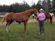 Attachant Paint-Horse licou et plaisance