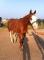 Attachant Paint-Horse licou et plaisance