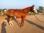 Attachant Paint-Horse licou et plaisance