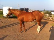 Attachant Paint-Horse licou et plaisance
