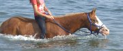 Attachant Paint-Horse licou et plaisance