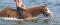 Attachant Paint-Horse licou et plaisance