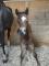 Poneys welsh à vendre -super prix !!