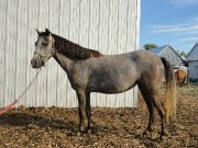 Poneys welsh à vendre -super prix !!