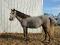 Poneys welsh à vendre -super prix !!