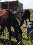 Pensions pour chevaux