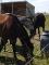 Pensions pour chevaux