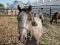 Fin d'élevage: poneys Welsh à vendre !!! Super...