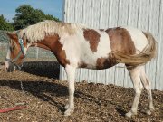 Fin d'élevage: poneys Welsh à vendre !!! Super prix !!!