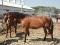 Fin d'élevage: poneys Welsh à vendre !!! Super...