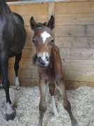 Étalon Welsh à vendre, 1000$ négo