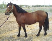 Étalon Welsh à vendre, 1000$ négo