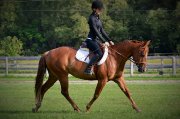 registered 10 yr old 14, 2h QH mare