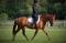 registered 10 yr old 14, 2h QH mare