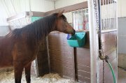 Pension pour 1 cheval à LaDurantaye dans...
