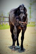 Étalon QH Blue Roan