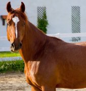 Gelding 10 ans dressage