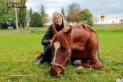 Gelding 10 ans dressage