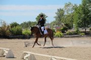 Gelding 10 ans dressage
