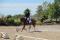 Gelding 10 ans dressage
