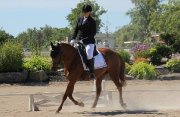 Gelding 10 ans dressage